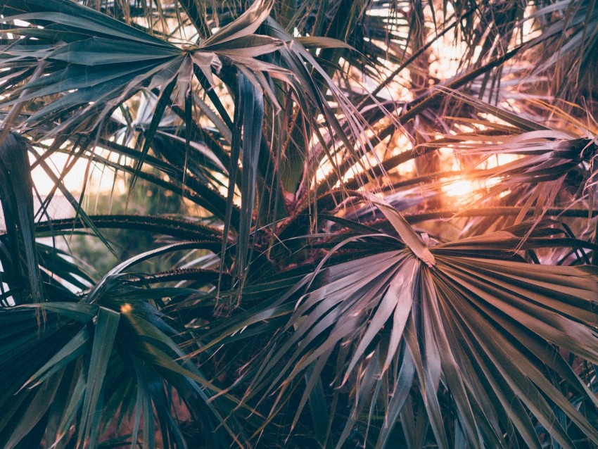 Palm Trees Leaves Branches Rays Sunlight Background