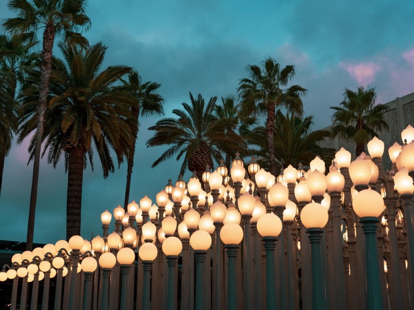 palm trees, lights, sky, twilight, clouds