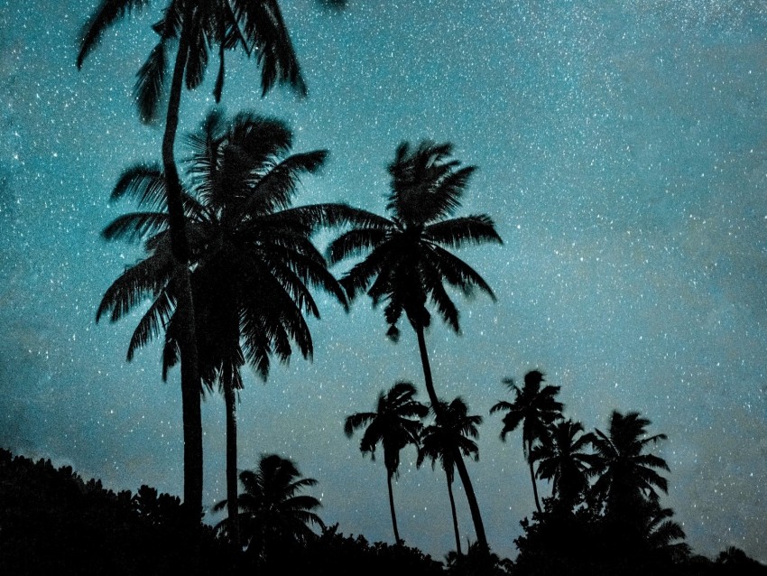 Palm Trees Night Starry Sky Dark Milky Way Background