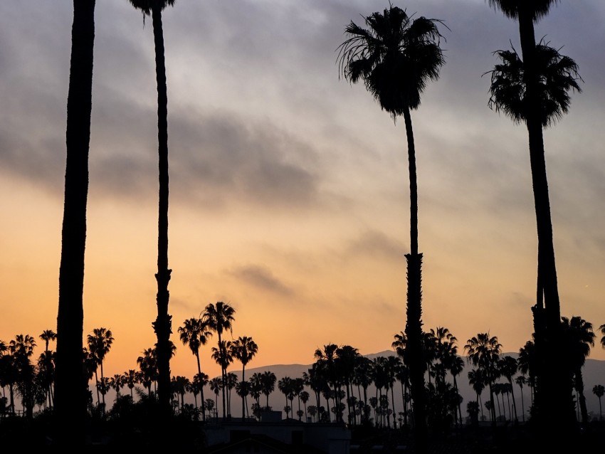 palm trees, night, sunset, tropics, sky