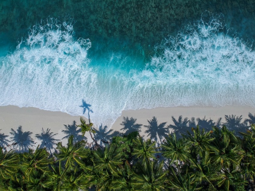 Palm Trees Ocean Aerial View Surf Wave Foam Background