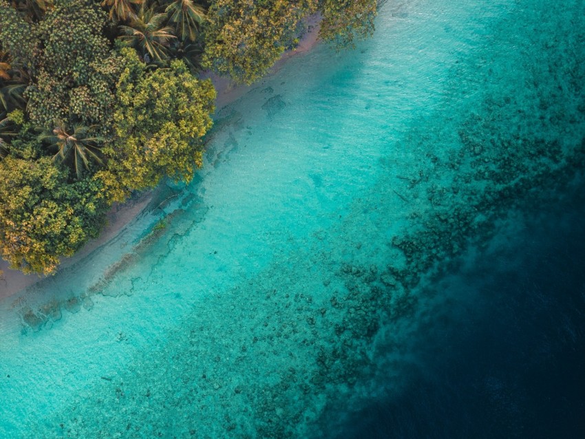 palm trees, ocean, aerial view, tropics, water