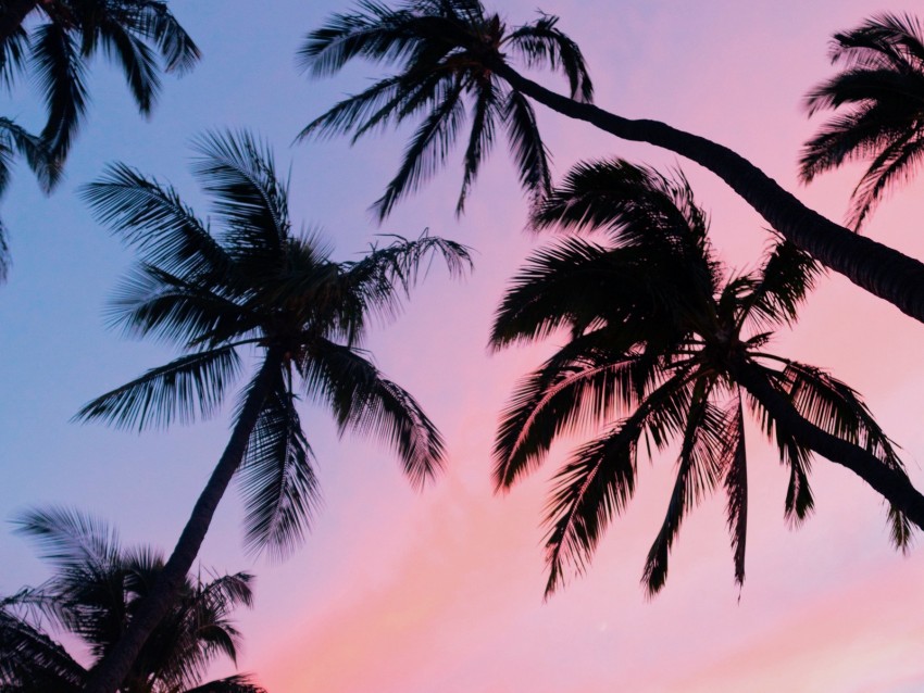 palm trees, sky, bottom view, clouds, tropics