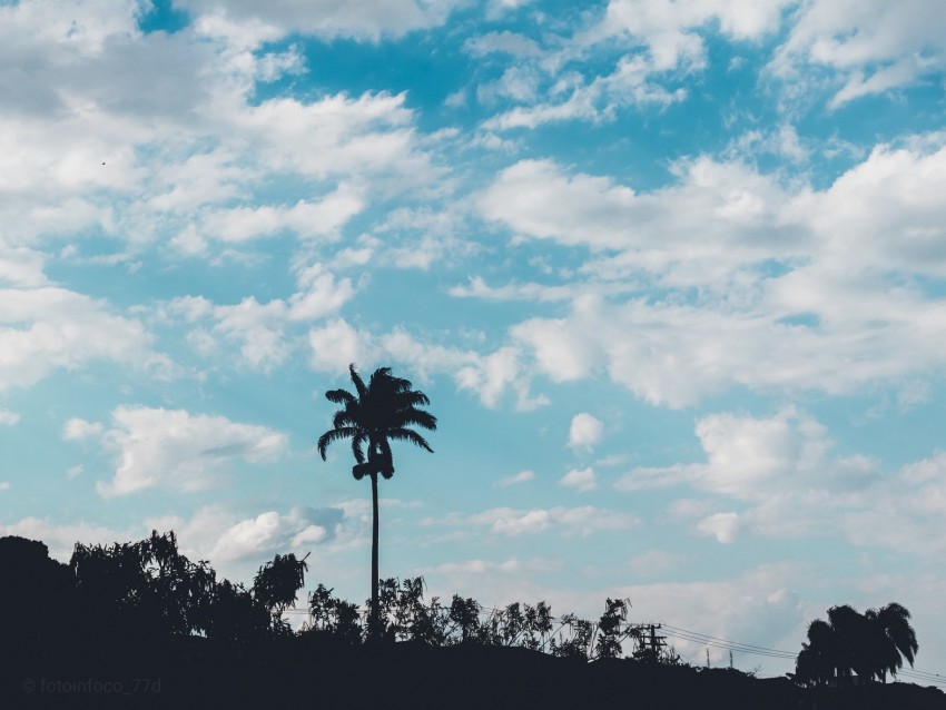 palm, trees, sky, clouds