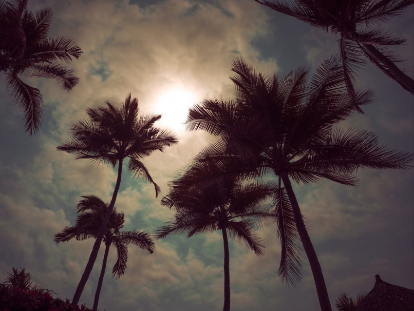 Palm Trees Sky Clouds Sunset Twilight Background