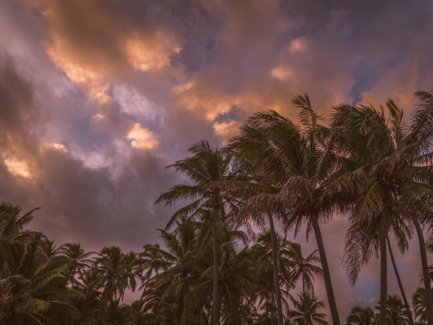 palm trees, sky, clouds, tropics