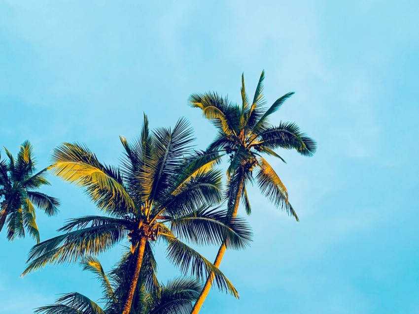 Palm Trees Sky Tropics Trees Light Background