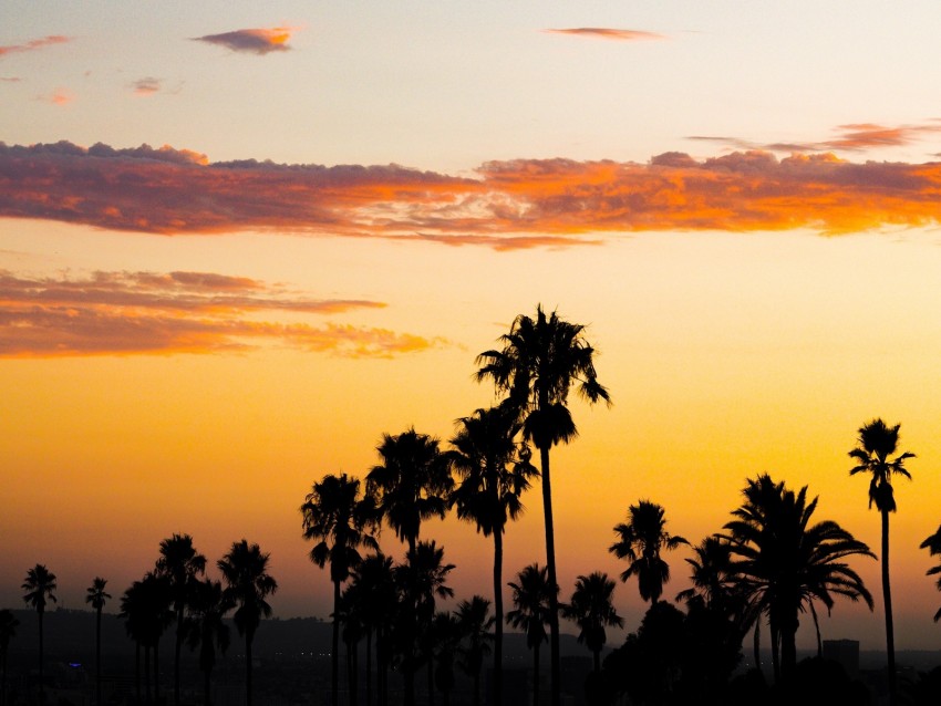 Palm Trees Sunset Clouds Dusk Dark Background