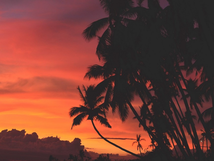 palm trees, sunset, clouds, tropics, sky