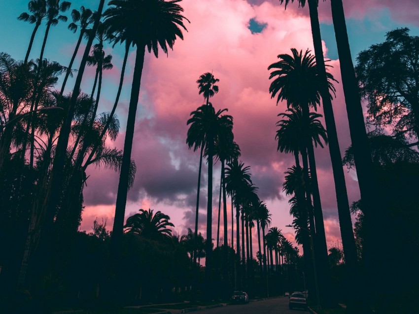 Palm Trees Sunset Clouds Tropics Sky Porous Background