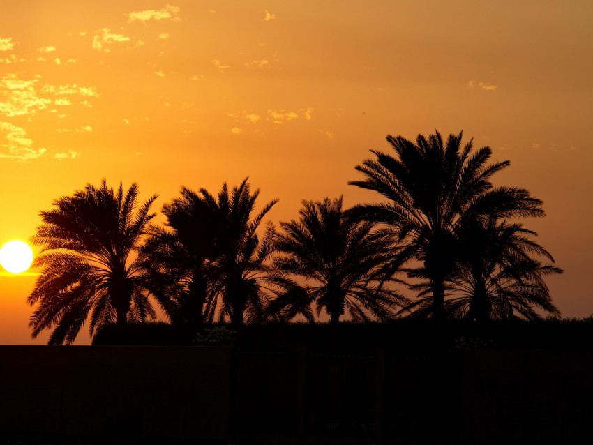 palm trees, sunset, horizon, sky, clouds, outlines, dark