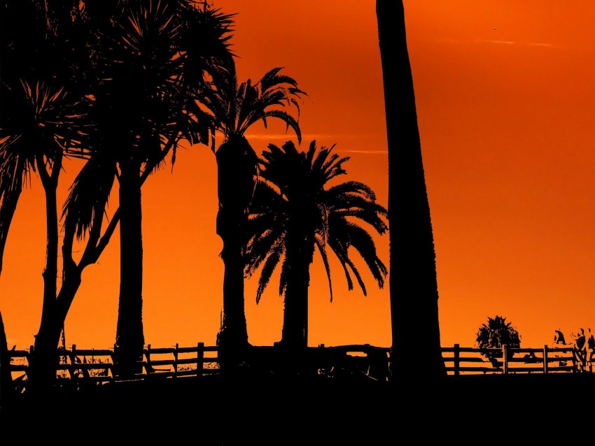 Palm Trees Sunset Night Silhouettes Sun Background