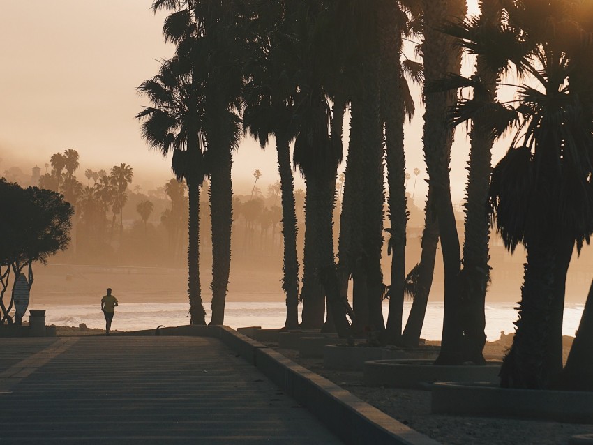 palm trees, sunset, running, silhouette