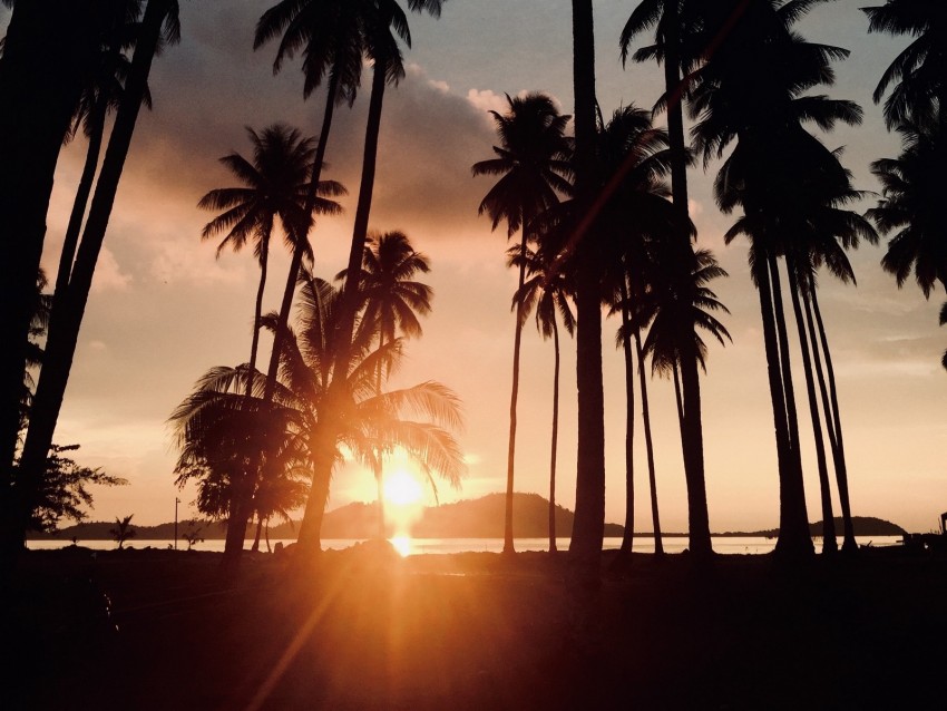 Palm Trees Sunset Tropics Sunlight Trees Background