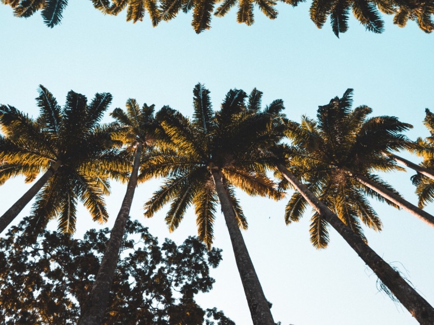 Palm Trees Tops Crowns Trees Tropical Background