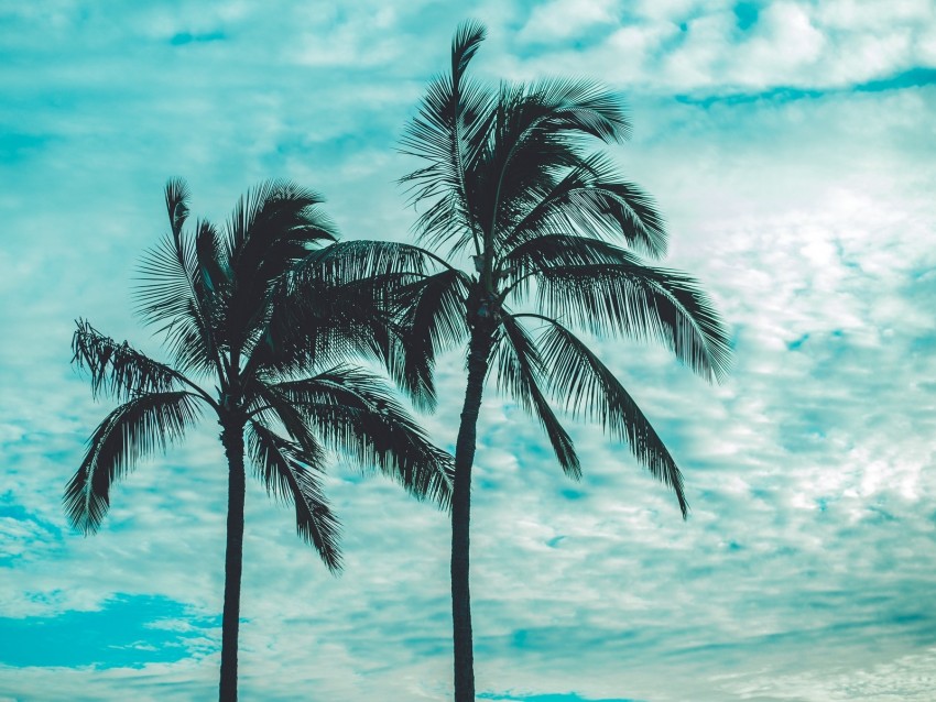 Palm Trees Tops Sky Clouds Trees Tropics Background