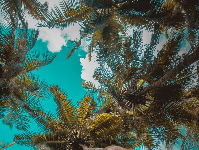 palm trees, trees, branches, tropics, sky, clouds