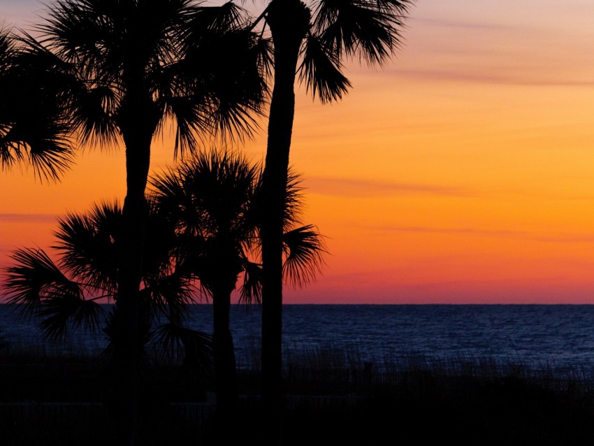 sunset beach, silhouette palm trees, coastal landscape, vibrant sky, serene ocean view