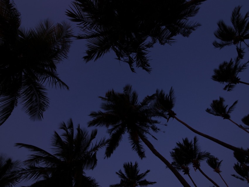 Palm Trees Treetops Dark Sky Twilight Background