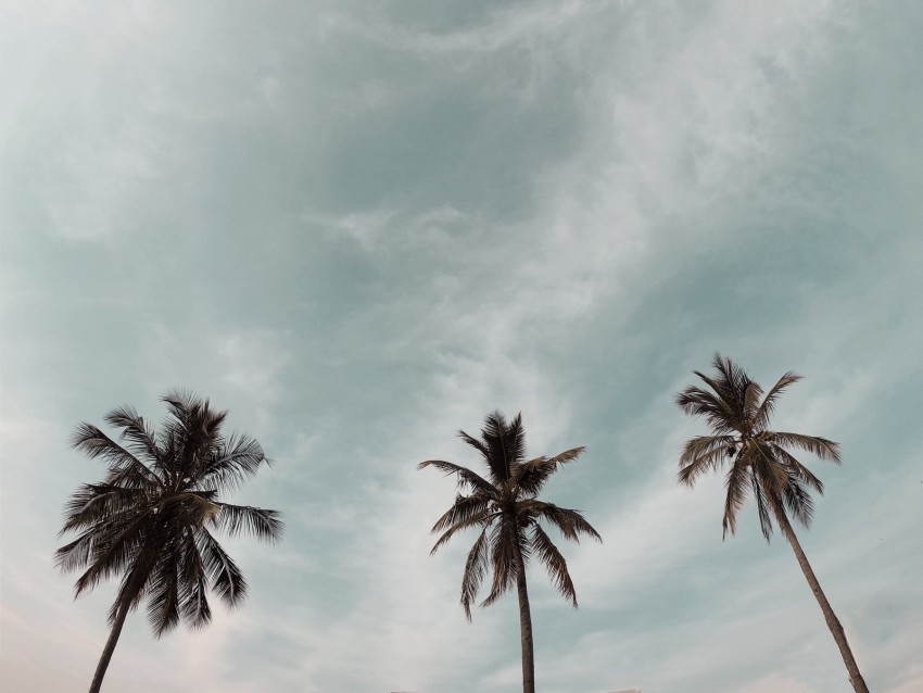 Palm Trees Treetops Sky Crowns Trees Background