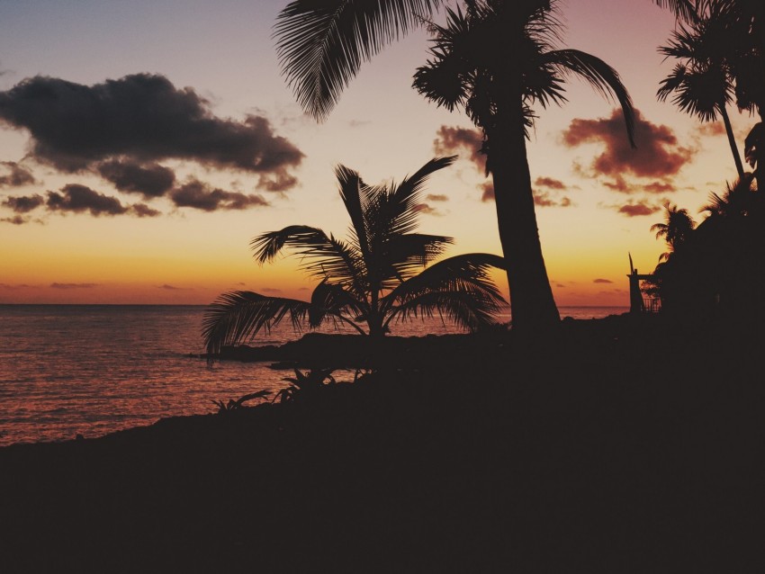 palm trees, tropics, sunset, branches, mexico