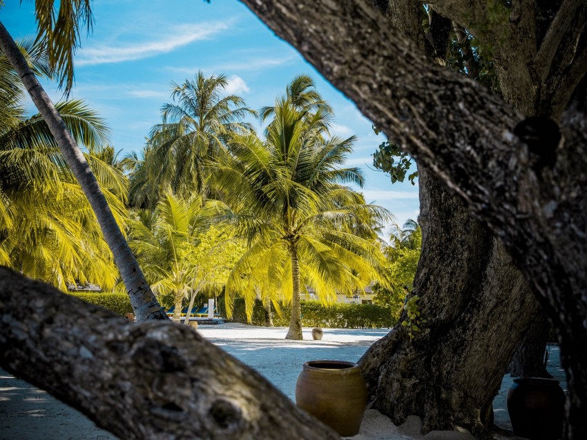 Palm Trees Tropics Trees Sand Beach Background