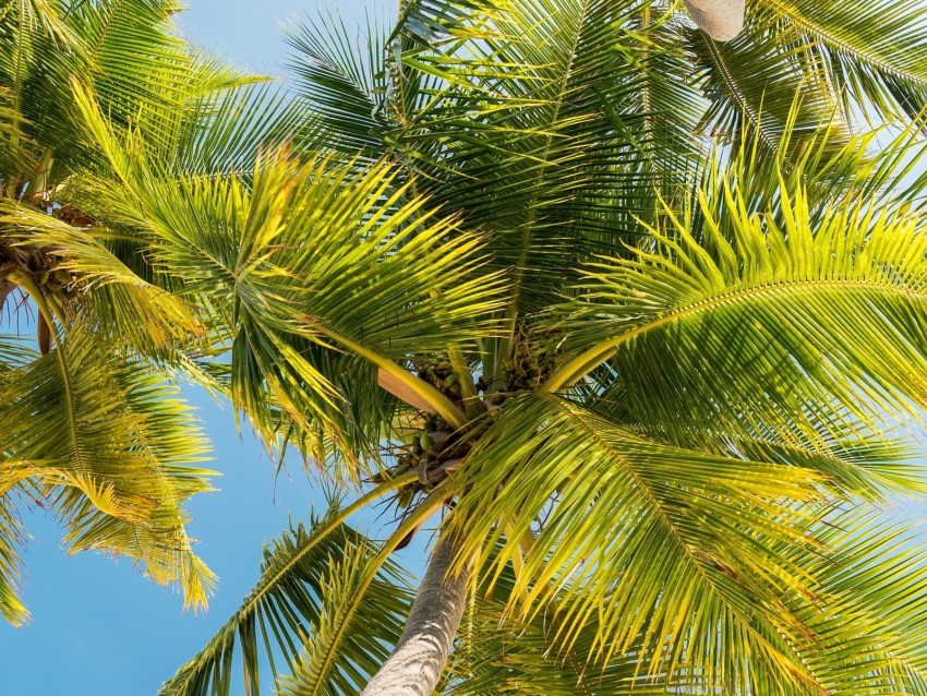 palm trees, trunk, branches, leaves, bottom view