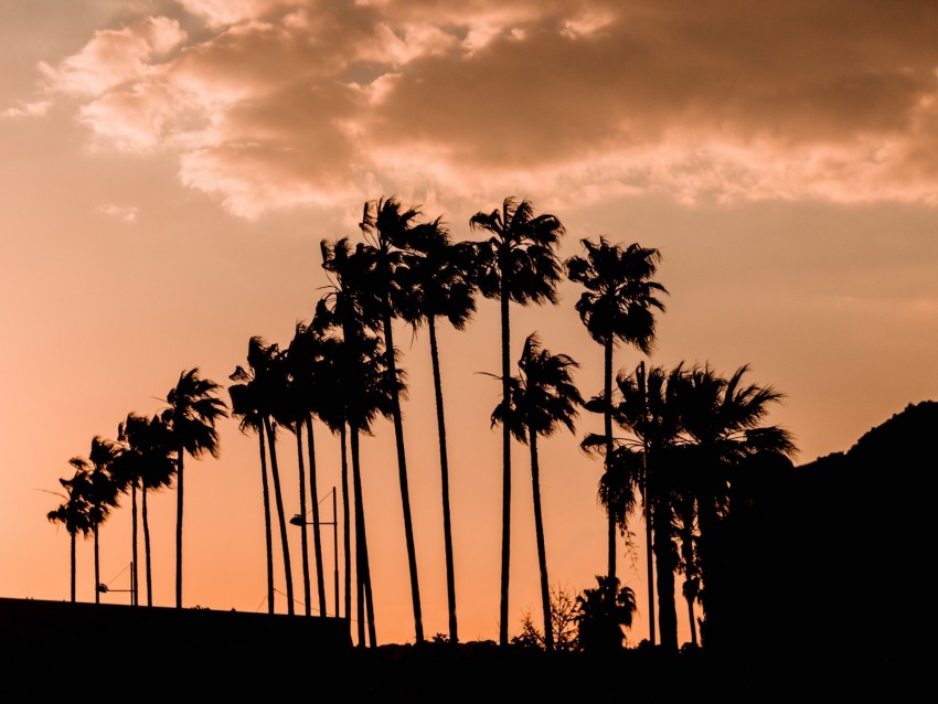 Palm Trees Twilight Outlines Dark Sky Clouds Background