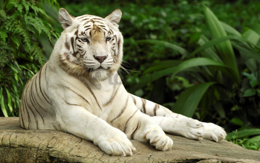 white tiger, wild animal, big cat, nature photography, beautiful wildlife, exotic animal, animal portrait