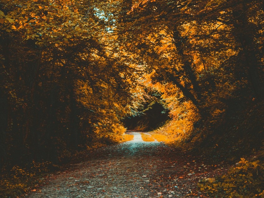 park, autumn, path, forest, foliage, trees