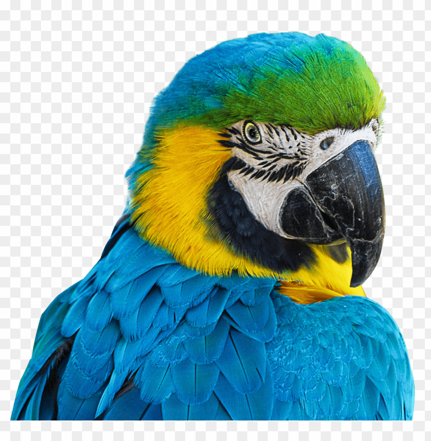 Macaw PNG, bird, blue, colorful