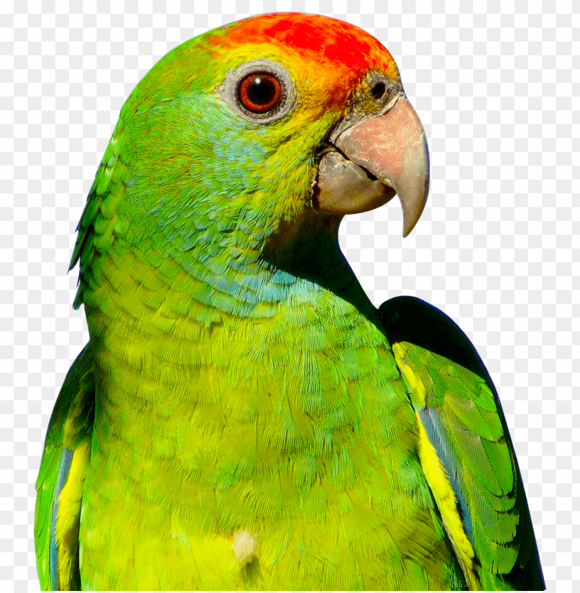 Parrot PNG, bird, green, tropical