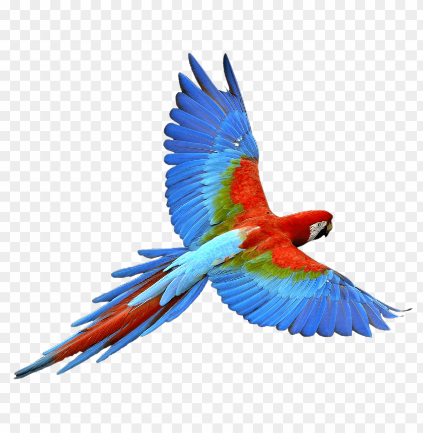 
parrot
, 
bird
, 
colorful
, 
green
, 
red
, 
blue
, 
flying
