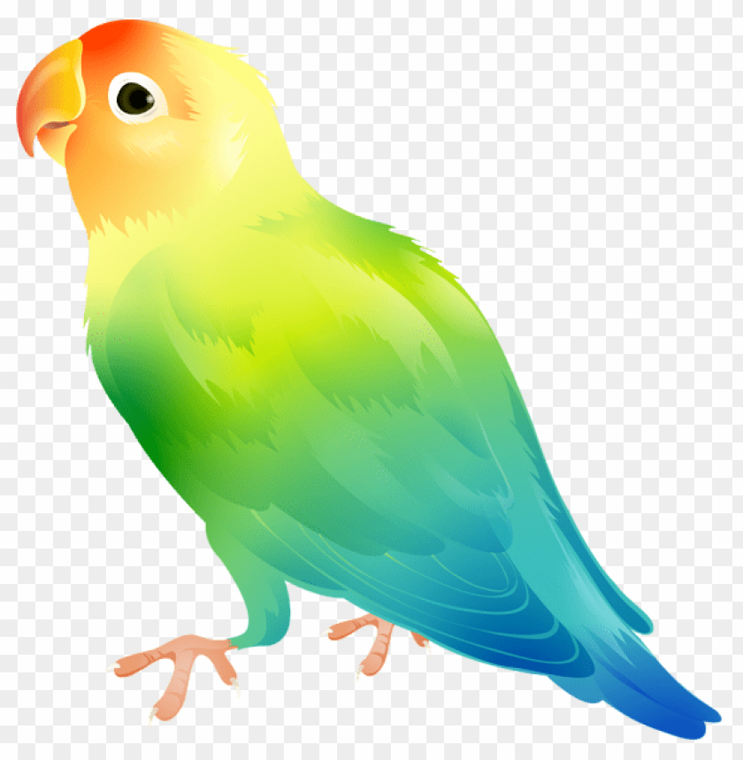 birds png ,bird