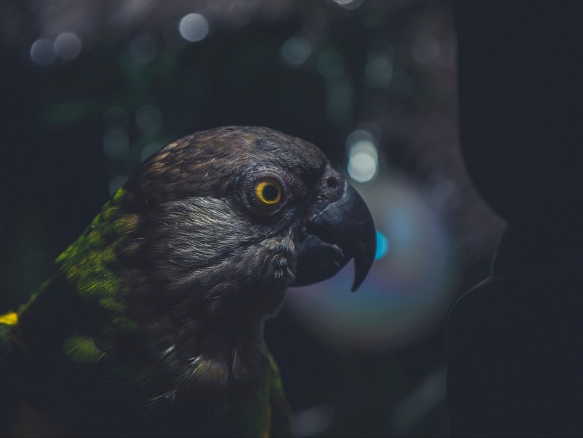 parrot, bird, beak, dark, eye