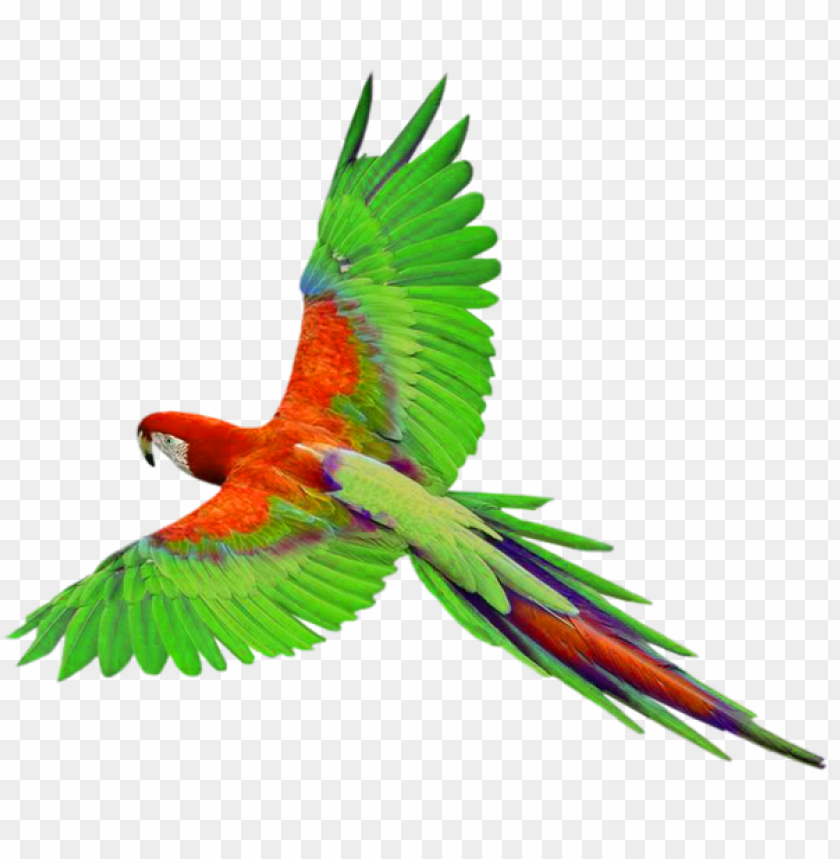 birds png ,bird