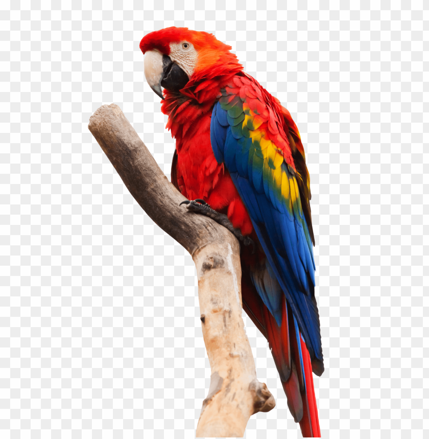 Parrot PNG, bird, red, colorful feathers