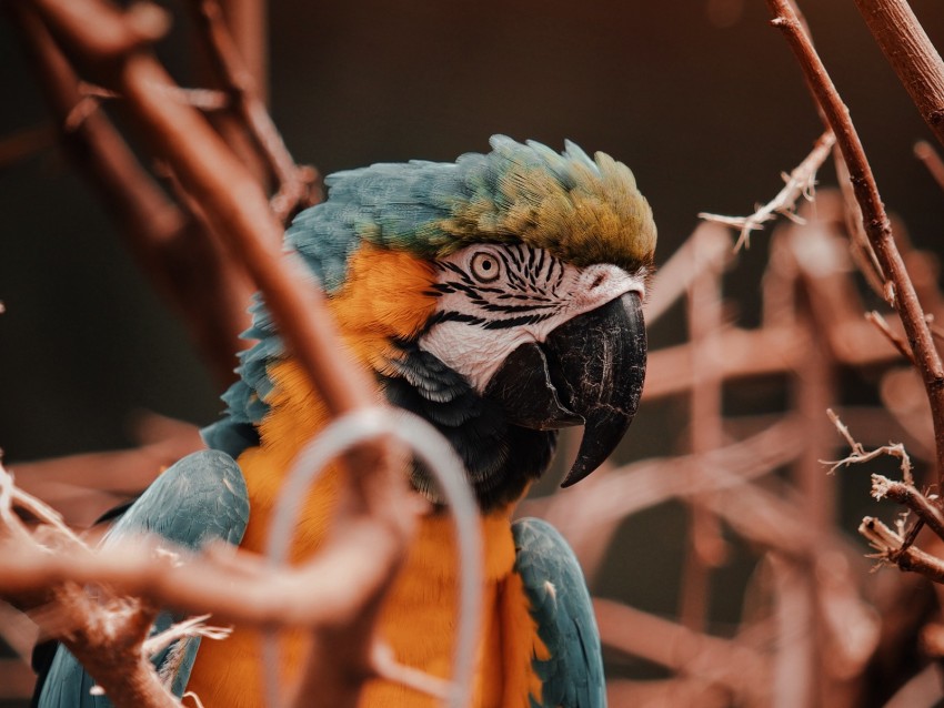 Parrot Macaw Bird Colorful Branches Background