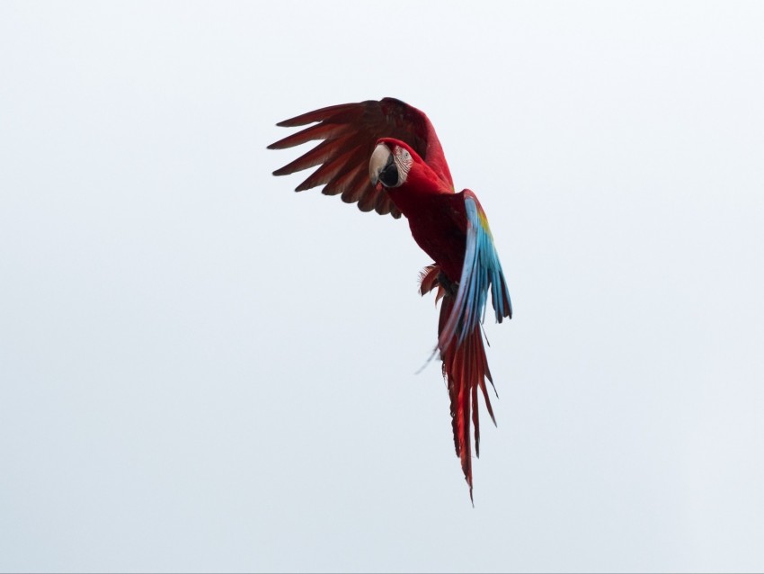 Parrot Macaw Bird Flight Sky Background