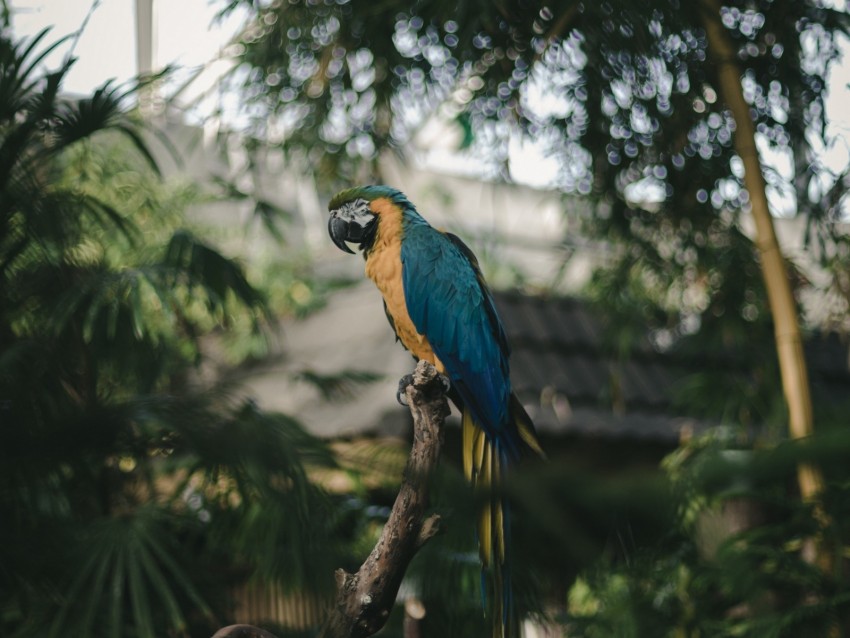 Parrot Macaw Jungle Palm Bird Color Tropics Background