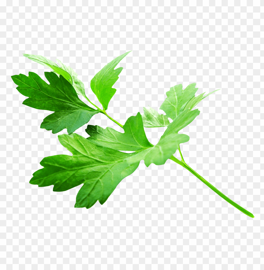 
food
, 
leaf
, 
parsley
