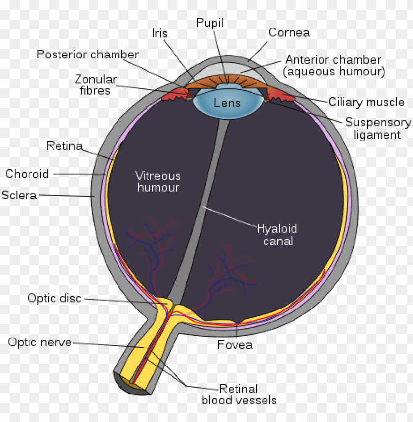 eye clipart, eye glasses, eye patch, illuminati eye, eye ball, bulls eye