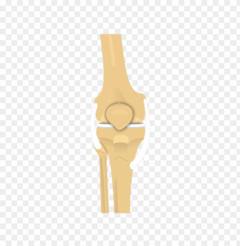 Patella Bone PNG Transparent Background