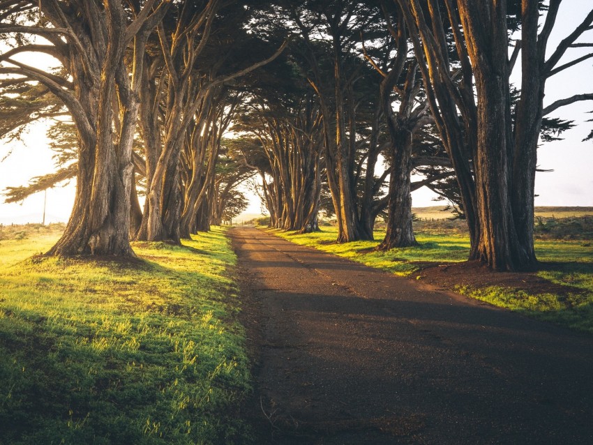 Path Alley Trees Greens Empty Morning Background