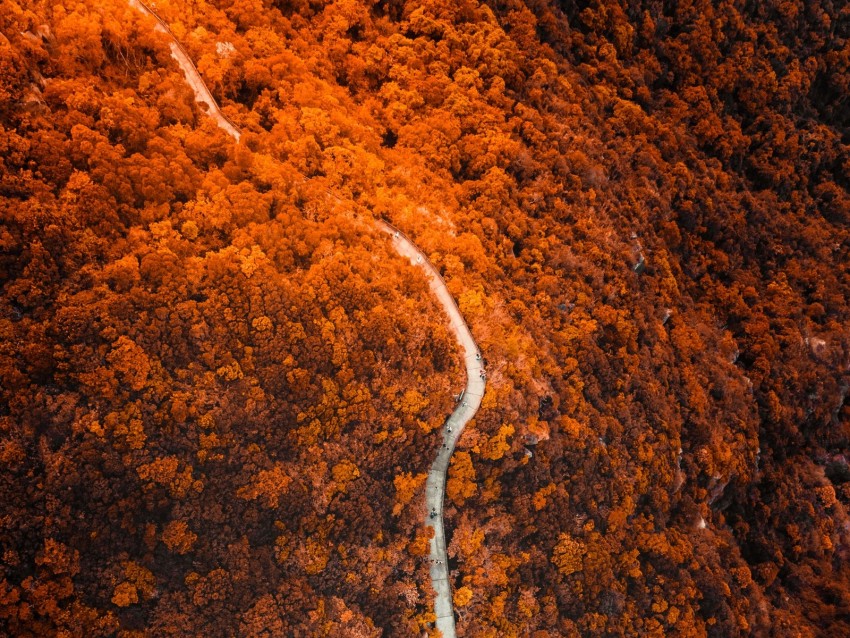 Path Forest Aerial View Slope Mountain Background