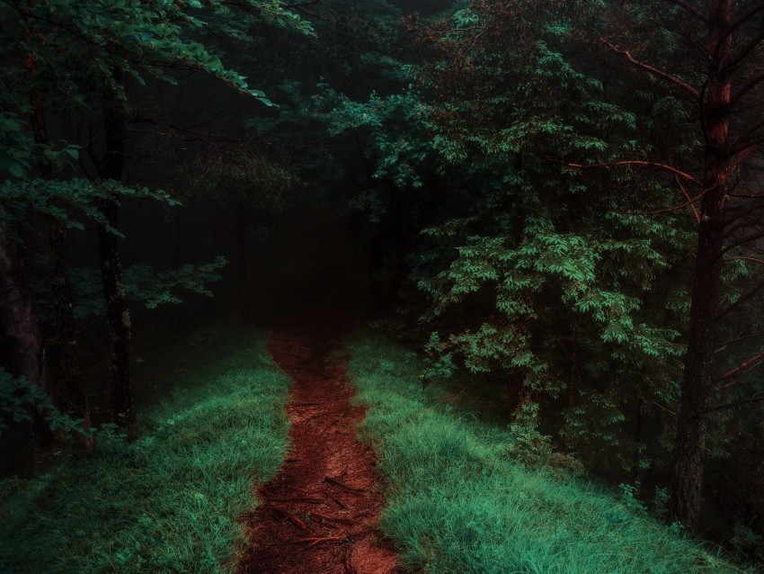 path, forest, trees, grass