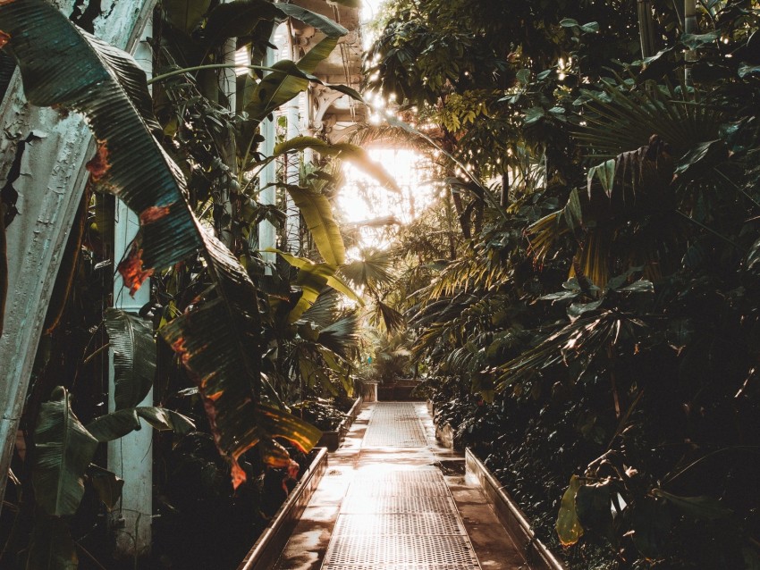 Path Greenhouse Plants Leaves Background