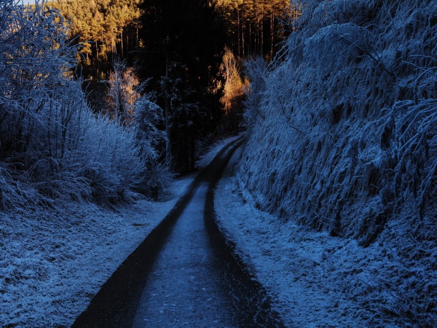 path, turn, winter, forest, trees