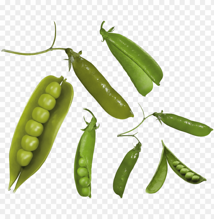 
pea
, 
spherical seed
, 
pod fruit
, 
botanically fruit
, 
food
