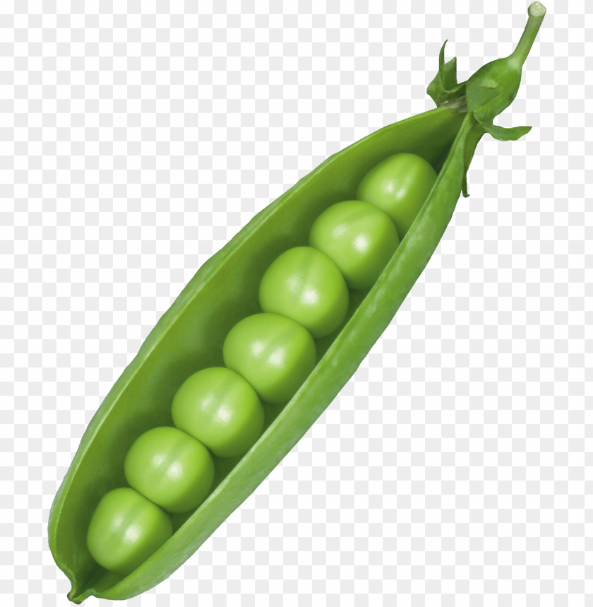 
pea
, 
spherical seed
, 
pod fruit
, 
peas
, 
botanically fruit
